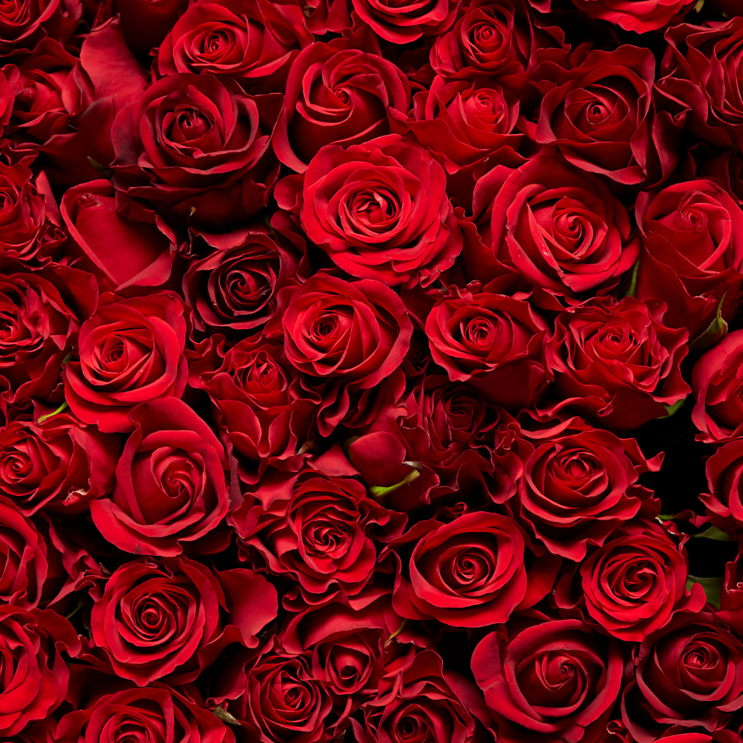 Sensational Rose-Body Oil